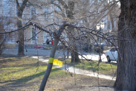 Можжевельники, туи, юкки: на Приморском бульваре высадили декоративные растения (фоторепортаж)
