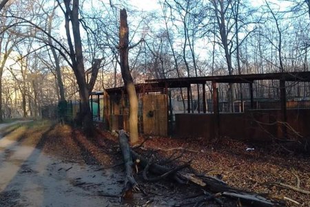 Коммунальщики убрали упавшие деревья на поселке Котовского и в парке Шевченко (фото)
