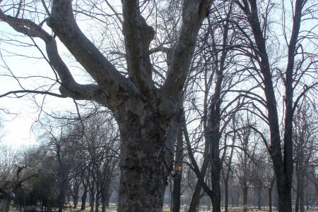 В сквере Старостина провели комплексную уборку (фоторепортаж)