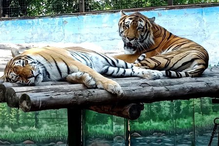 В Одесском зоопарке выбирают пару года (фото)