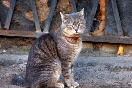 Игривые, умные и хитрые – одесские коты (фоторепортаж)