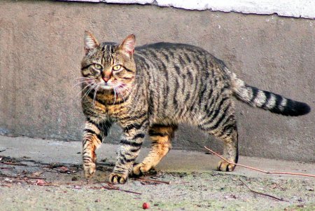 Игривые, умные и хитрые – одесские коты (фоторепортаж)