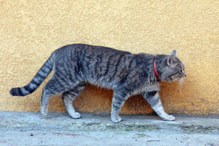 Игривые, умные и хитрые – одесские коты (фоторепортаж)