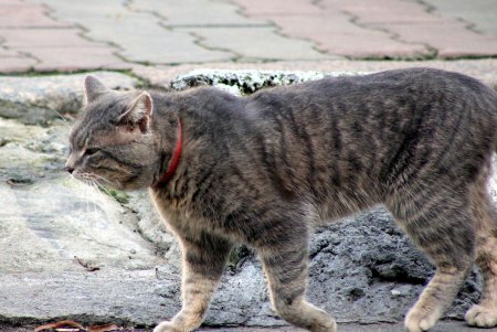 Игривые, умные и хитрые – одесские коты (фоторепортаж)