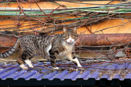 Игривые, умные и хитрые – одесские коты (фоторепортаж)