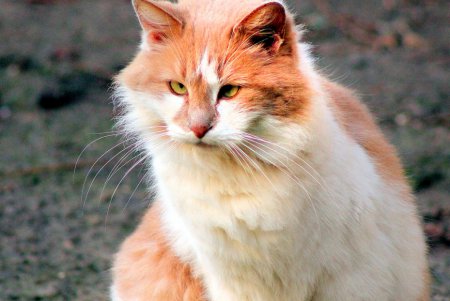 Игривые, умные и хитрые – одесские коты (фоторепортаж)