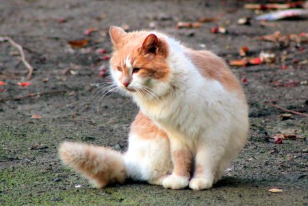 Игривые, умные и хитрые – одесские коты (фоторепортаж)