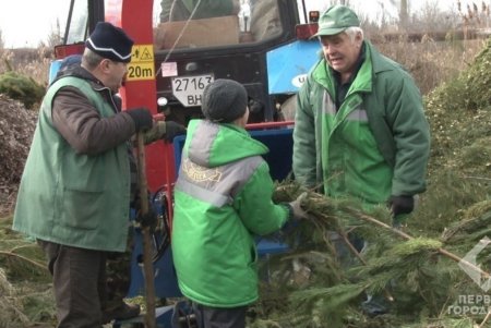 Переработаны почти все новогодние елки из пунктов приема (фото)