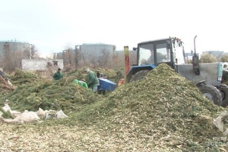 Переработаны почти все новогодние елки из пунктов приема (фото)