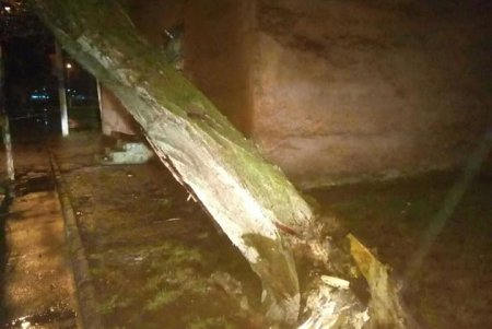 Ночью на Марсельской дерево упало на линии электропередач (фото)