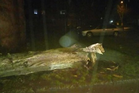 Ночью на Марсельской дерево упало на линии электропередач (фото)