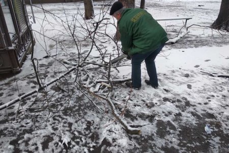 За ночь шквальный ветер повалил полсотни деревьев в разных районах города (фото, видеокомментарий))