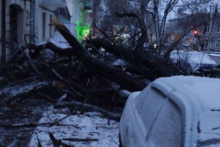 За ночь шквальный ветер повалил полсотни деревьев в разных районах города (фото, видеокомментарий))
