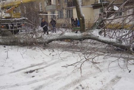 Шквальный ветер повалил в городе более 80 деревьев: почти все последствия ликвидированы (фото)