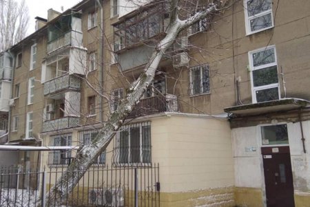 Шквальный ветер повалил в городе более 80 деревьев: почти все последствия ликвидированы (фото)
