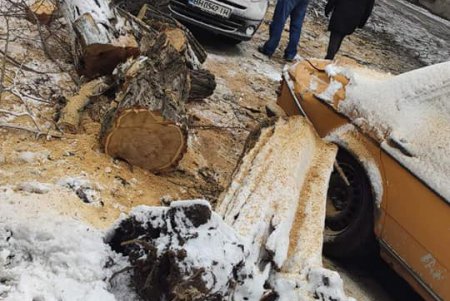 Шквальный ветер повалил в городе более 80 деревьев: почти все последствия ликвидированы (фото)