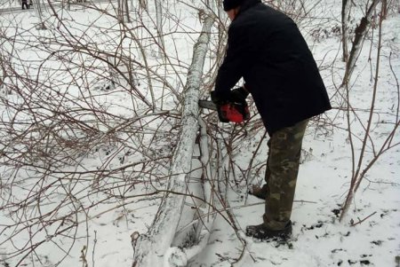 Шквальный ветер повалил в городе более 80 деревьев: почти все последствия ликвидированы (фото)