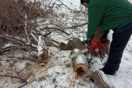 Шквальный ветер повалил в городе более 80 деревьев: почти все последствия ликвидированы (фото)