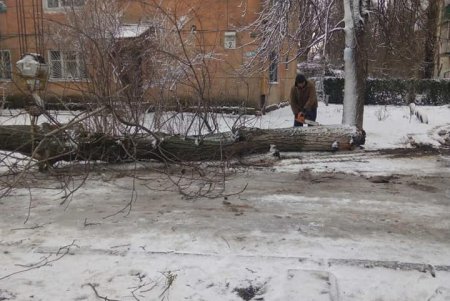 Шквальный ветер повалил в городе более 80 деревьев: почти все последствия ликвидированы (фото)