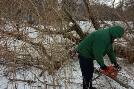Шквальный ветер повалил в городе более 80 деревьев: почти все последствия ликвидированы (фото)