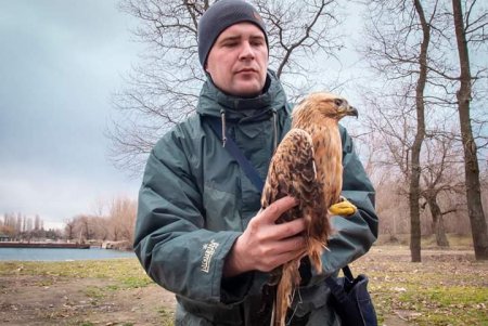 В Тузловских лиманах экологи спасли раненого браконьерами ястреба (фото)