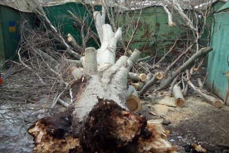 Коммунальщики оперативно убрали упавшее дерево на улице Левитана (фото)