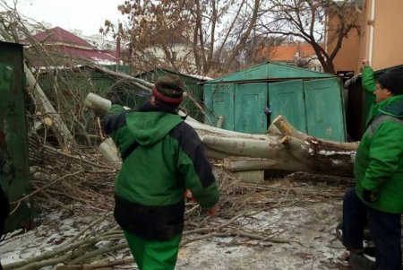 Коммунальщики оперативно убрали упавшее дерево на улице Левитана (фото)