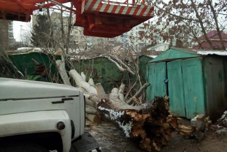 Коммунальщики оперативно убрали упавшее дерево на улице Левитана (фото)