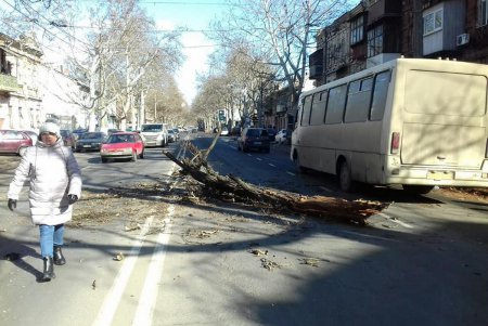 Шквальный ветер повалил крупные деревья в Одессе (фото)