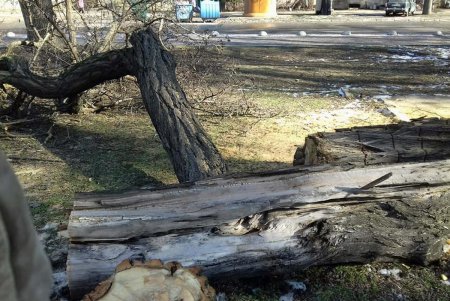 Шквальный ветер повалил крупные деревья в Одессе (фото)