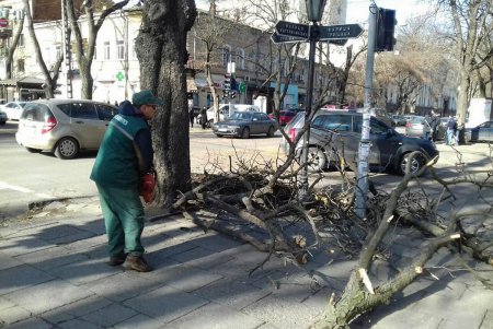 Шквальный ветер повалил крупные деревья в Одессе (фото)