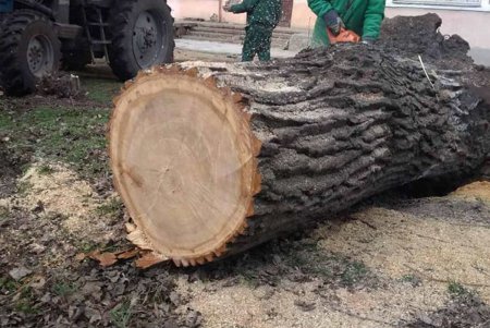 Шквальный ветер повалил дерево возле школы в Приморском районе: никто не пострадал (фото) 