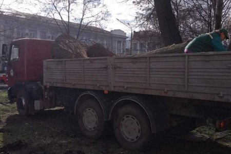Шквальный ветер повалил дерево возле школы в Приморском районе: никто не пострадал (фото) 