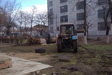 Шквальный ветер повалил дерево возле школы в Приморском районе: никто не пострадал (фото) 