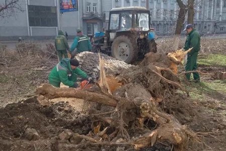 Шквальный ветер повалил дерево возле школы в Приморском районе: никто не пострадал (фото) 