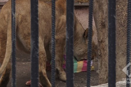 В день всех влюбленных в Одесском зоопарке выбрали пару года — африканских львов (фото)