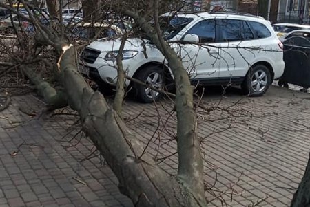 Штормовой ветер в Одессе валит деревья, обрывает провода и срывает с крыш черепицу (фото, обновлено)