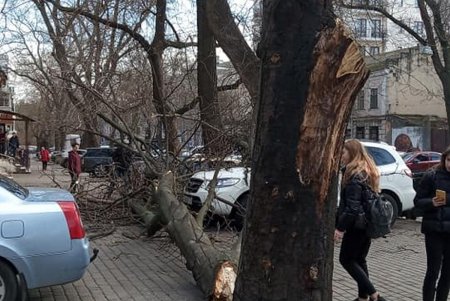 Штормовой ветер в Одессе валит деревья, обрывает провода и срывает с крыш черепицу (фото, обновлено)