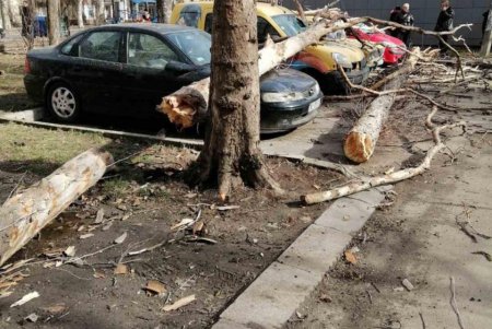 Повалено 13 высоковольтных линий и 400 деревьев: работы по ликвидации последствий урагана продолжаются (фото)