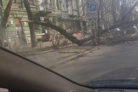 Повалено 13 высоковольтных линий и 400 деревьев: работы по ликвидации последствий урагана продолжаются (фото)