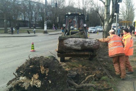 С проезжей части улиц и контактных линий убрали почти 200 упавших деревьев: транспорт ходит без сбоев (фото)