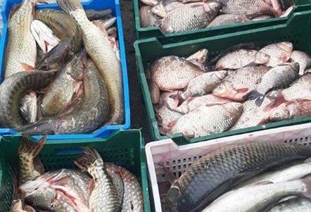 В автобусе обнаружили более 170 кг рыбы: иностранки хотели незаконно вывезти биоресурсы за границу