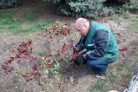 Озеленители подрезают в городе розы: всего они приведут в порядок 17 тысяч кустов (фото)