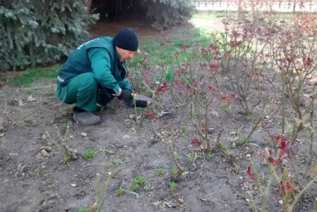 Озеленители подрезают в городе розы: всего они приведут в порядок 17 тысяч кустов (фото)