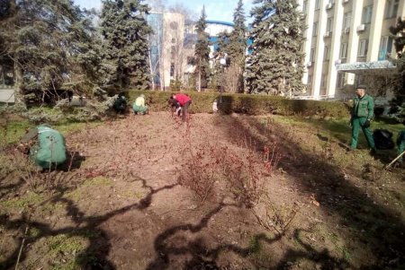 Озеленители подрезают в городе розы: всего они приведут в порядок 17 тысяч кустов (фото)