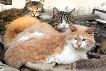После введения в Одессе карантина шумные улицы города заметно опустели (фоторепортаж) 