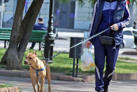 Карантин карантином, а прогулка по расписанию: как одесситы выгуливают своих питомцев