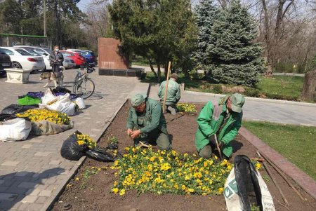 Маргаритки, виолы, незабудки – клумбы города украшают весенним цветами (фото)