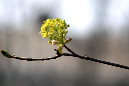 Весна в Одессе (фоторепортаж) 
