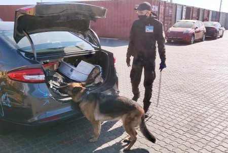 Служебный пес пограничников помог найти наркотики в авто, прибывшем в Одесский порт из США (фото, видео)